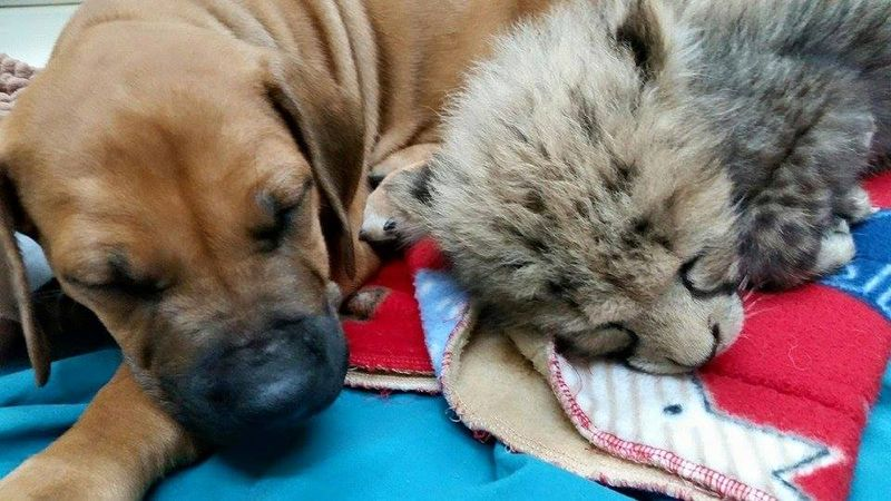 Illustration for article titled Cheetah Cub Meets Puppy BFF
